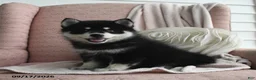 Pomsky dogs for sale: Bella   - Ad 2