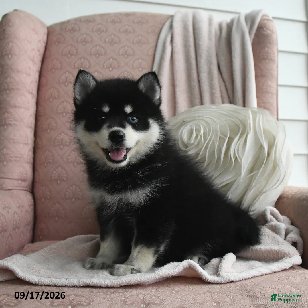 Pomsky dogs for sale: Bella   - Ad 2