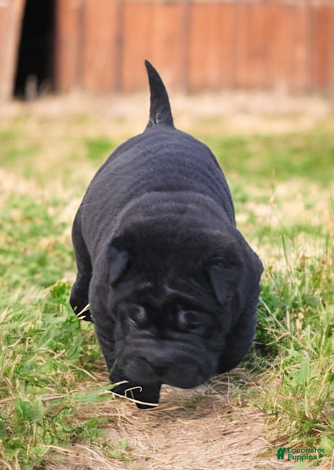 Shar Pei dogs for sale: Raven mini  - Ad 7
