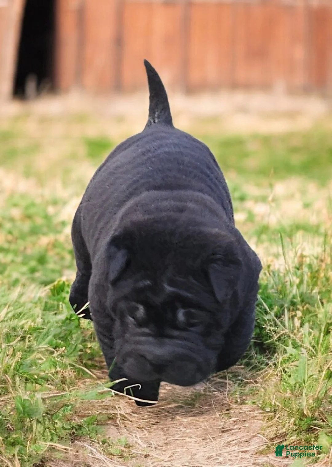 Shar Pei dogs for sale: Raven mini  - Ad 23