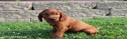 Irish Setter dogs for sale: Benjamin - Ad 4