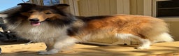 Collie dogs for sale: Jeff - Ad 6