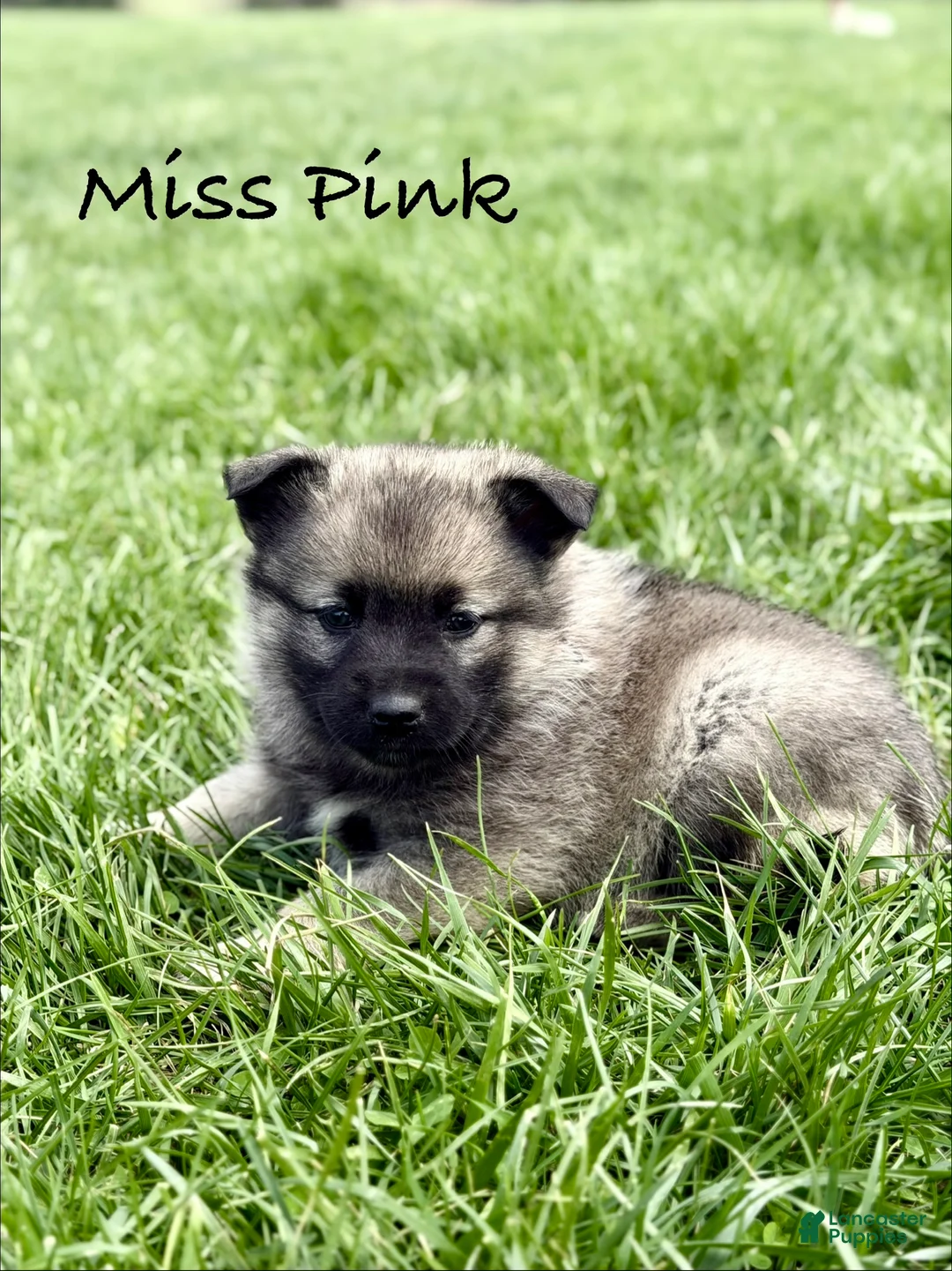 Norwegian Elkhound dogs for sale: Miss Pink - Ad 1