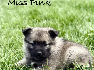 Norwegian Elkhound dogs for sale: Miss Pink - Ad 1