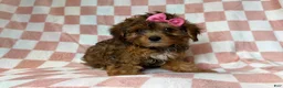 Yorkiepoo dogs for sale: Bailey - Ad 9