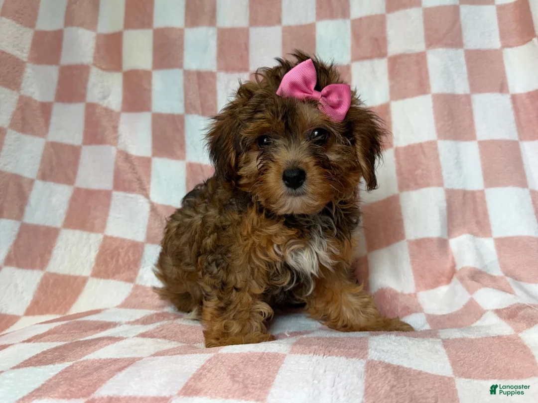 Yorkiepoo dogs for sale: Bailey - Ad 9