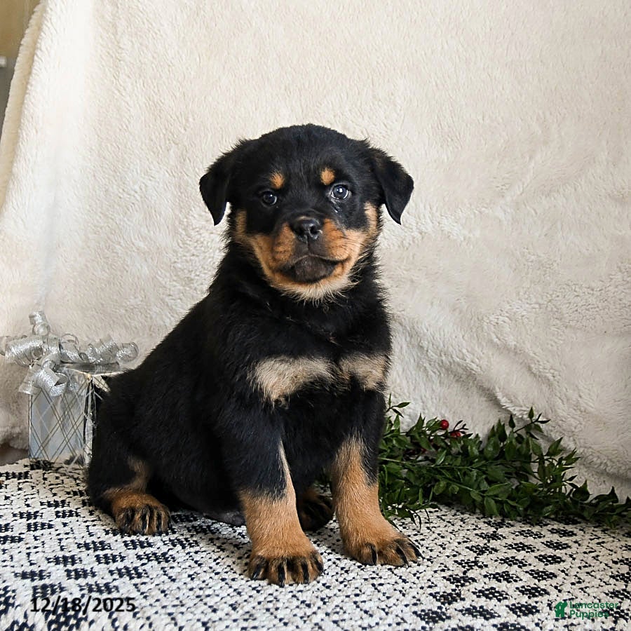 Rottweiler dogs Goober - Ad 4