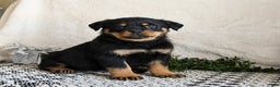 Rottweiler dogs for sale: Goober - Ad 1