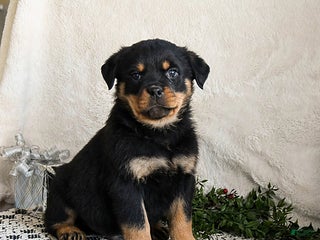 Rottweiler dogs Goober - Ad 4