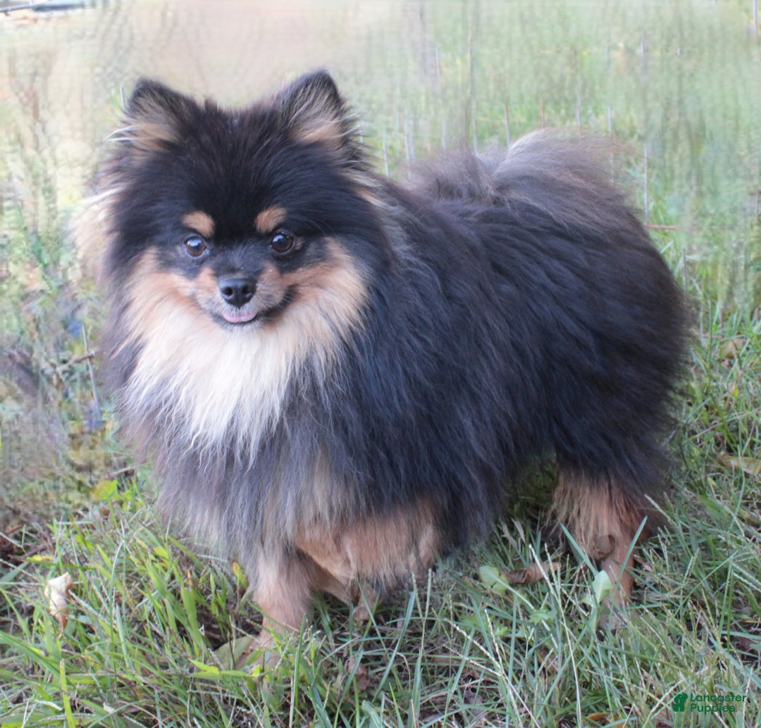 Pomeranian dogs for sale: Kason - Ad 16