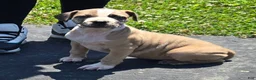 Mixed Breed dogs for sale: Hawks Sunny - Ad 4