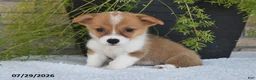 Welsh Corgi Pembroke dogs for sale: Trina - Ad 2