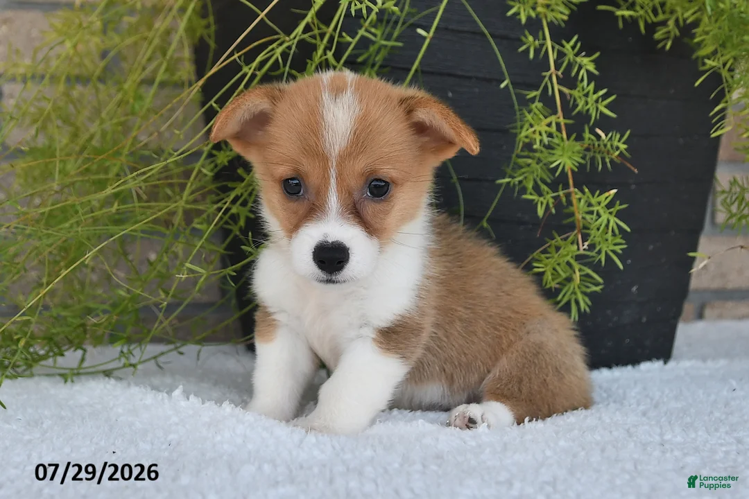 Welsh Corgi Pembroke dogs for sale: Trina - Ad 2
