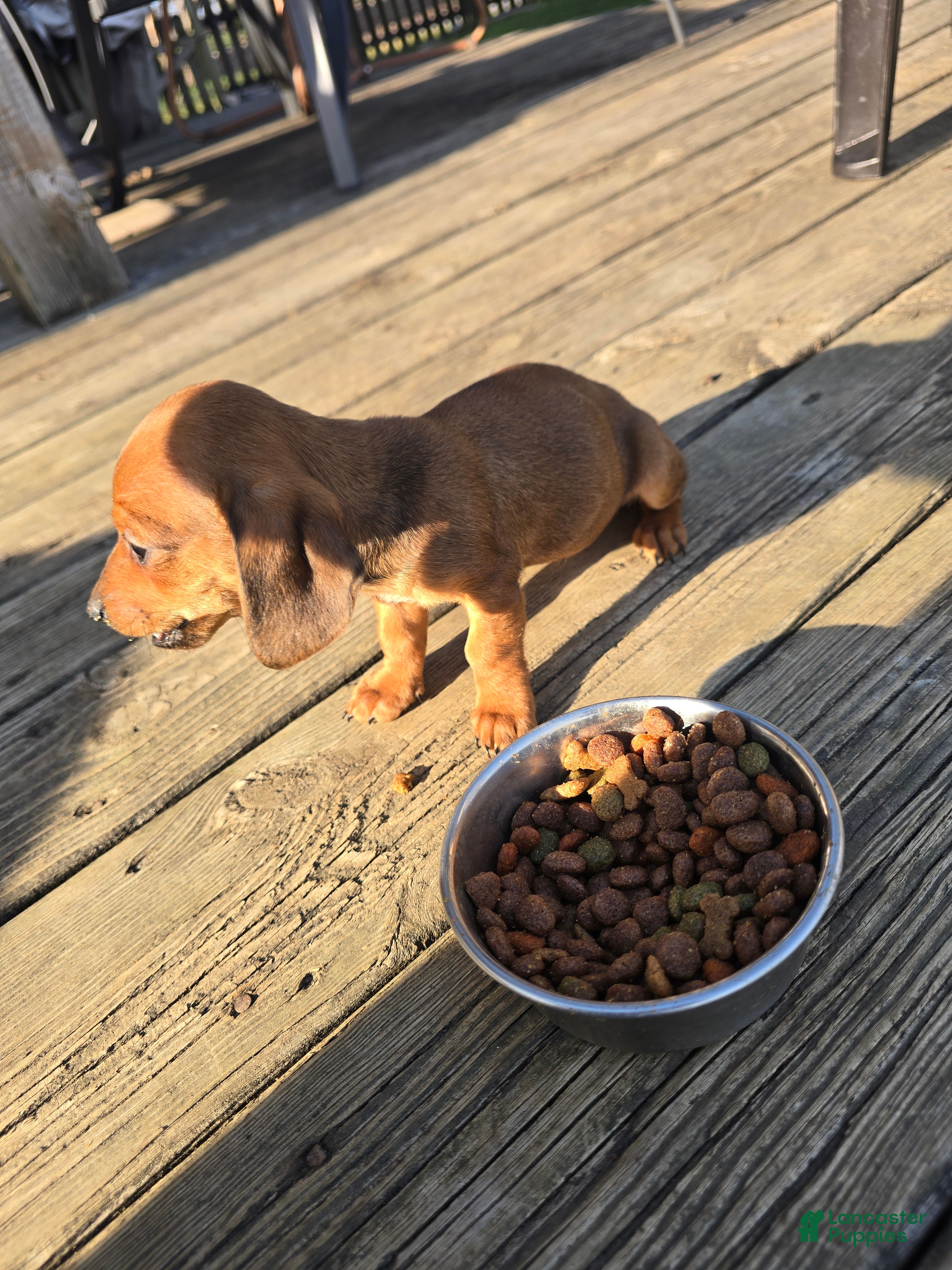 Miniature Dachshund dogs Muffin - Ad 1