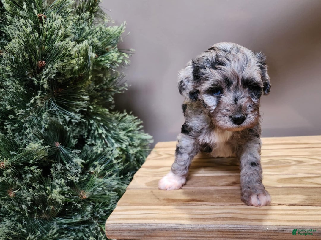 Mini Bernedoodle dogs for sale: Angel - Ad 5