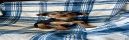 Yorkshire Terrier dogs for sale: Noah Boy - Ad 1