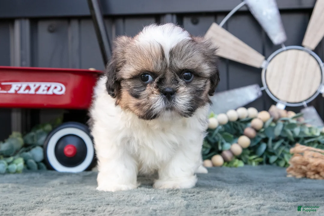 Shih Tzu dogs for sale: Margaret - Ad 3