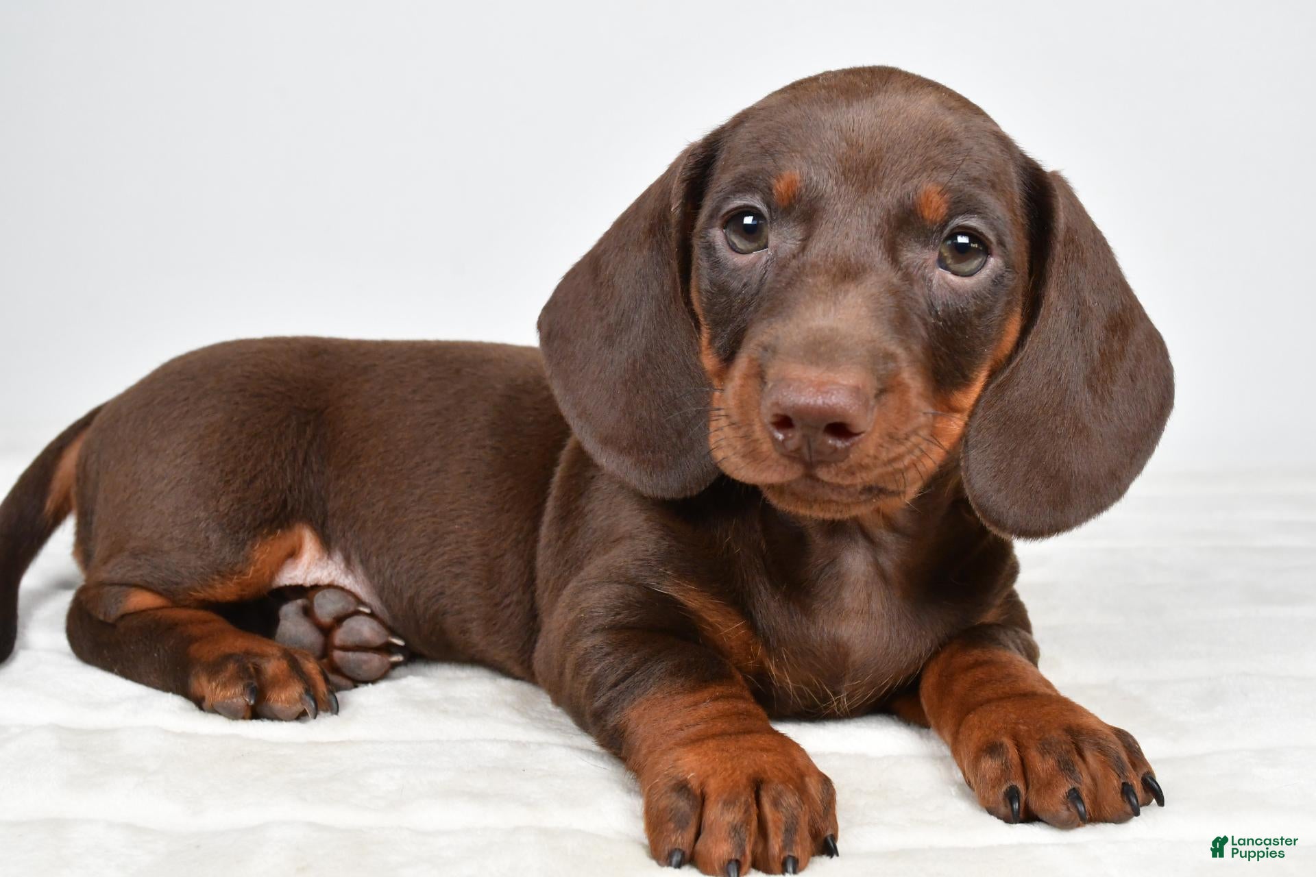 Miniature Dachshund dogs Buster  - Ad 1
