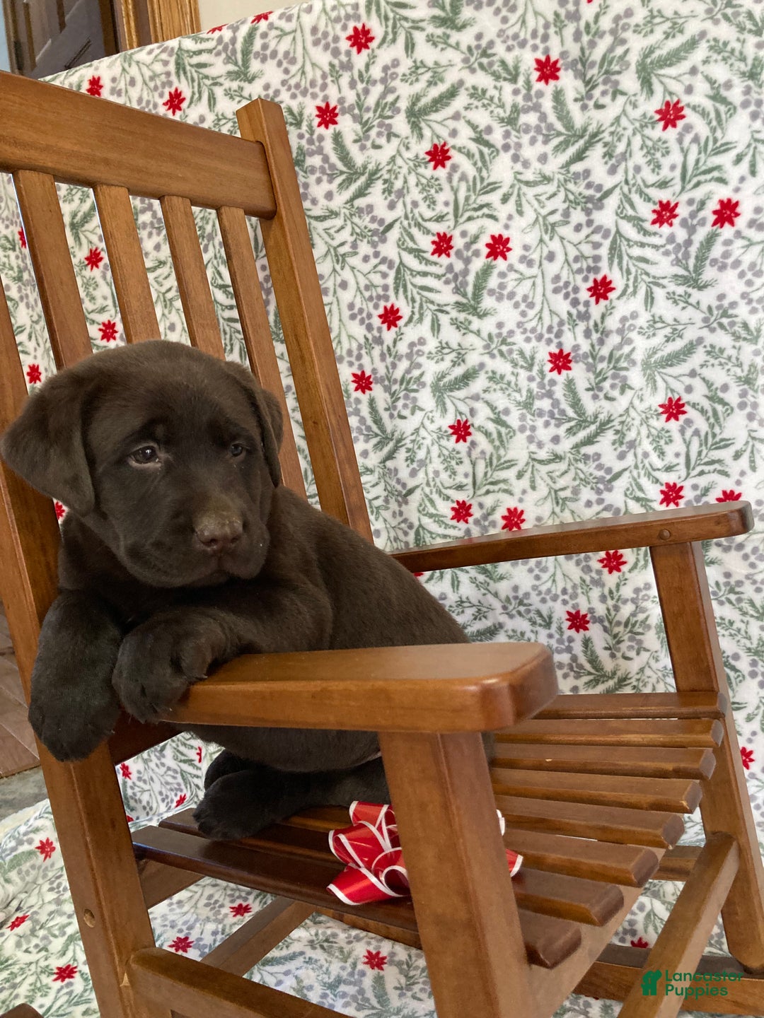 Labrador Retriever dogs for sale: Muffin - Ad 2