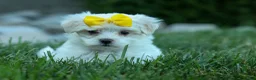 Maltese dogs for sale: PEBBLES - Ad 3