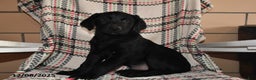 Labrador Retriever dogs for sale: Theo - Ad 2