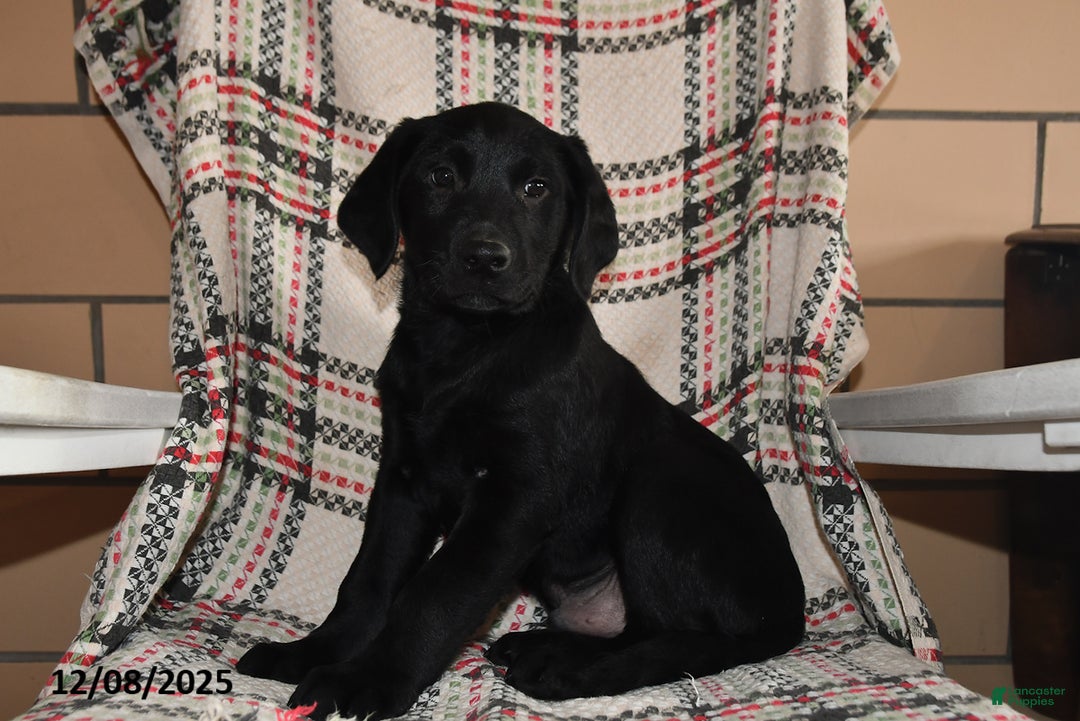 Labrador Retriever dogs for sale: Theo - Ad 2