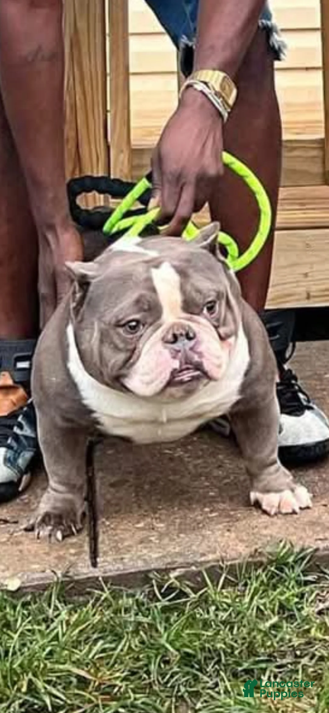 Miniature Bull Terrier dogs for sale: Miniature Bull Terrier Puppy 1 - Ad 2