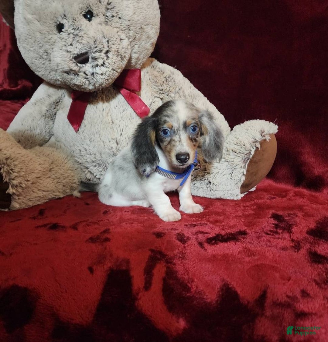 Miniature Dachshund dogs for sale: STERLING - Ad 7