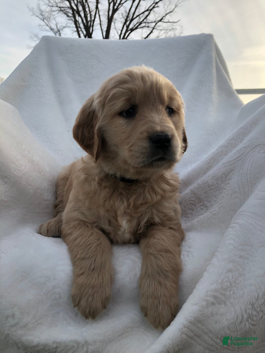 Golden Retriever dogs for sale: Raya - Ad 2