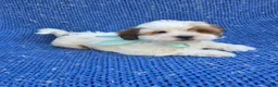 Malshi dogs for sale: Manny - Ad 1