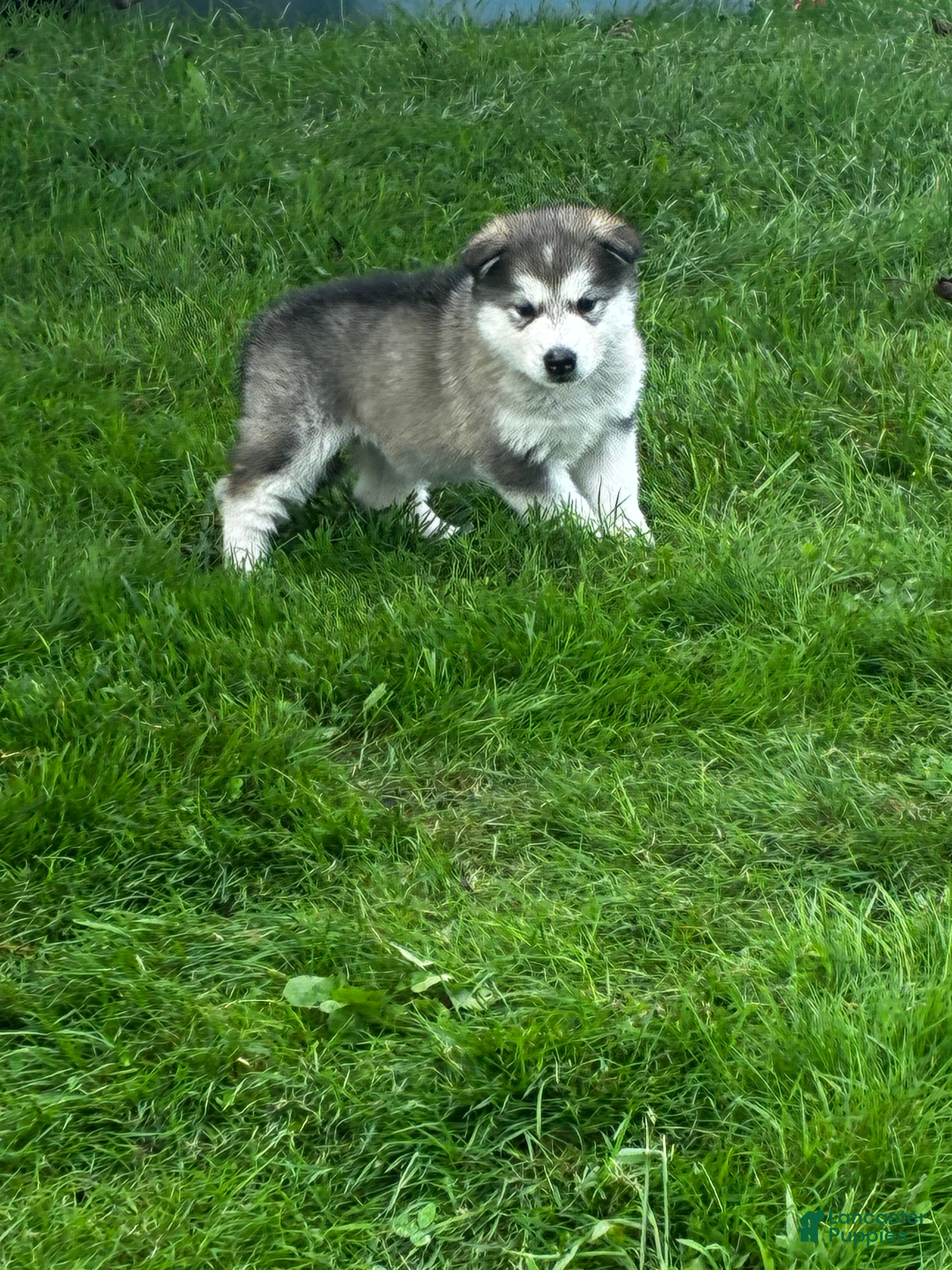 Alaskan Malamute dogs for sale: Pickles 🥒  - Ad 2