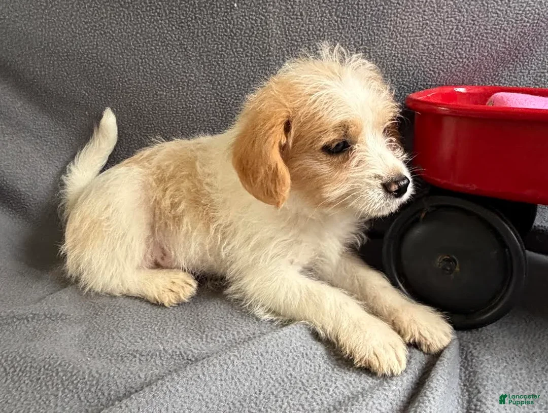 Mixed Breed dogs for sale: Jasper - Ad 4