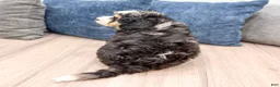 Mini Bernedoodle dogs for sale: Chloe - Ad 5