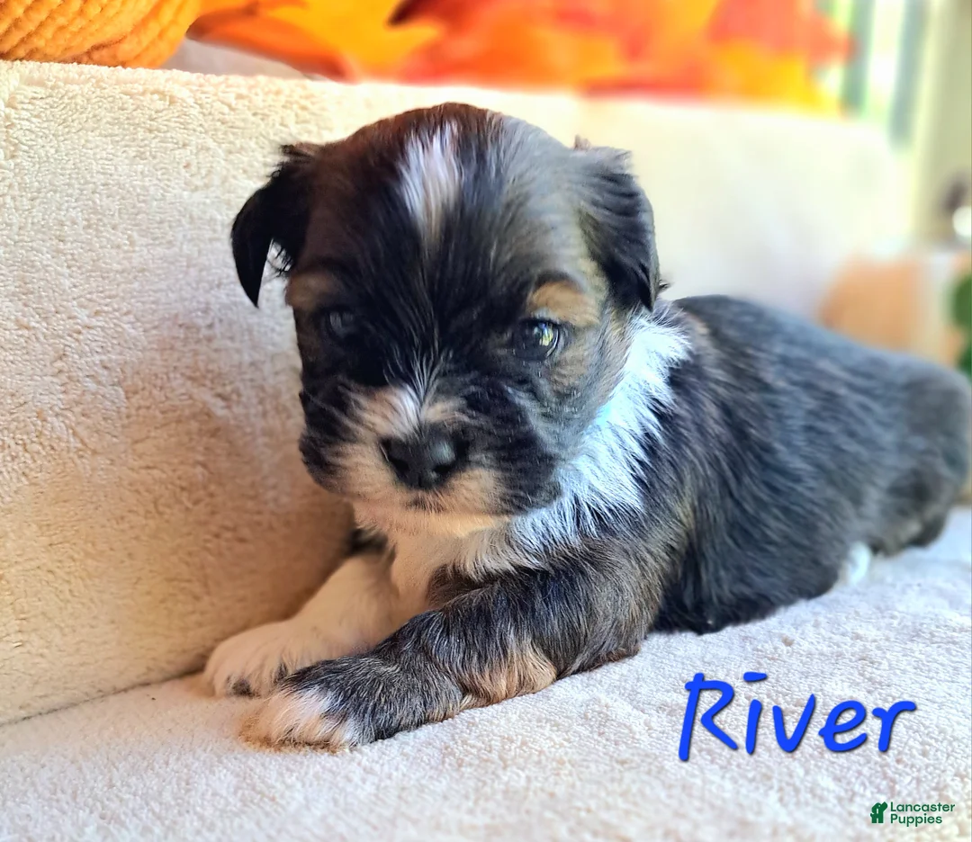 Lhasa Apso dogs for sale: AKC River - Ad 1