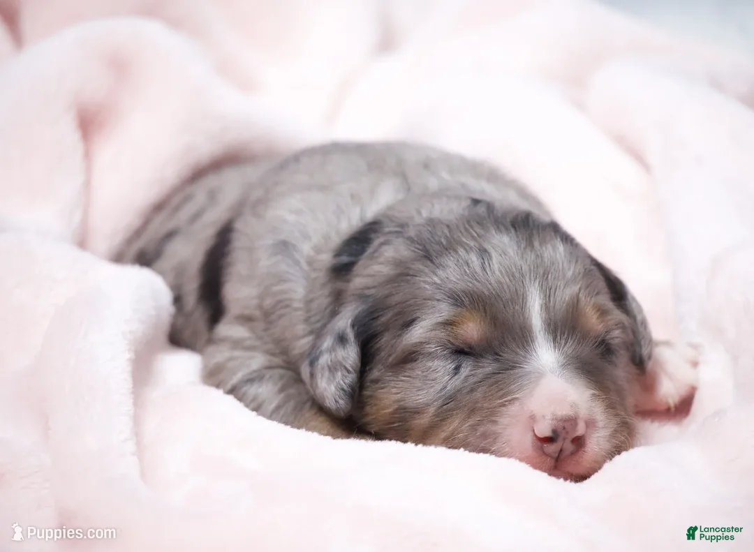 Mini Bernedoodle dogs for sale: Jacqui - Ad 1