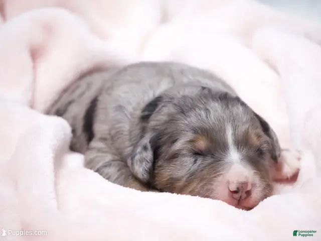 Mini Bernedoodle dogs for sale: Jacqui - Ad 1