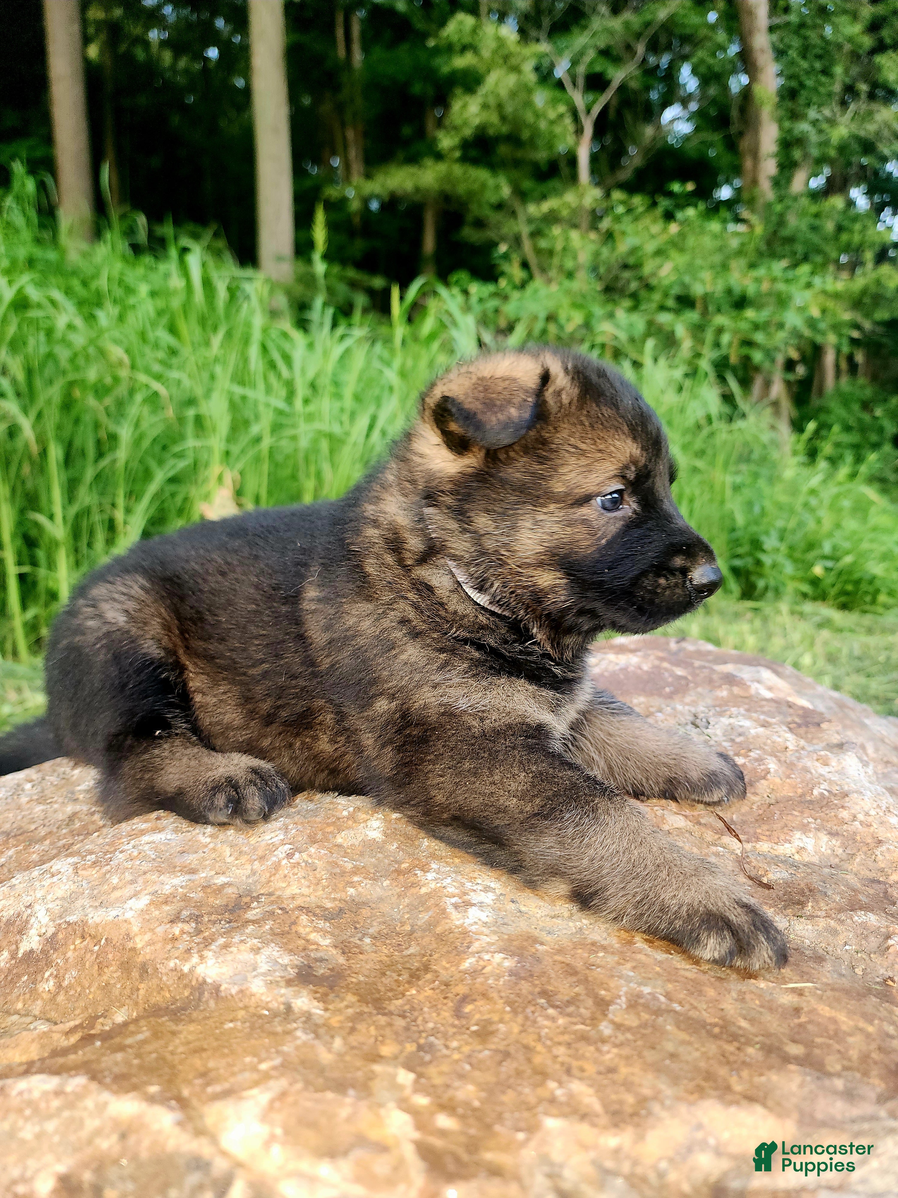 German Shepherd dogs German Shepherd 9 Tracker - Ad 2