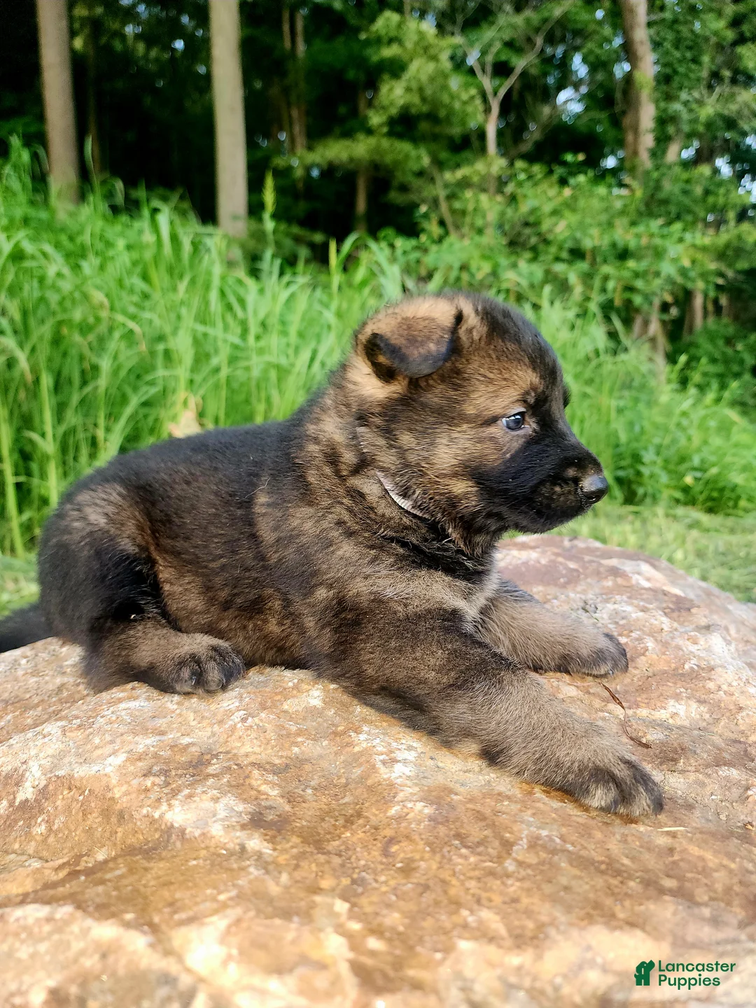 German Shepherd dogs for sale: German Shepherd 9 Tracker - Ad 2