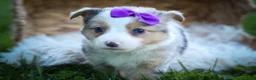 Mixed Breed dogs for sale: Gloria🩷  - Ad 8