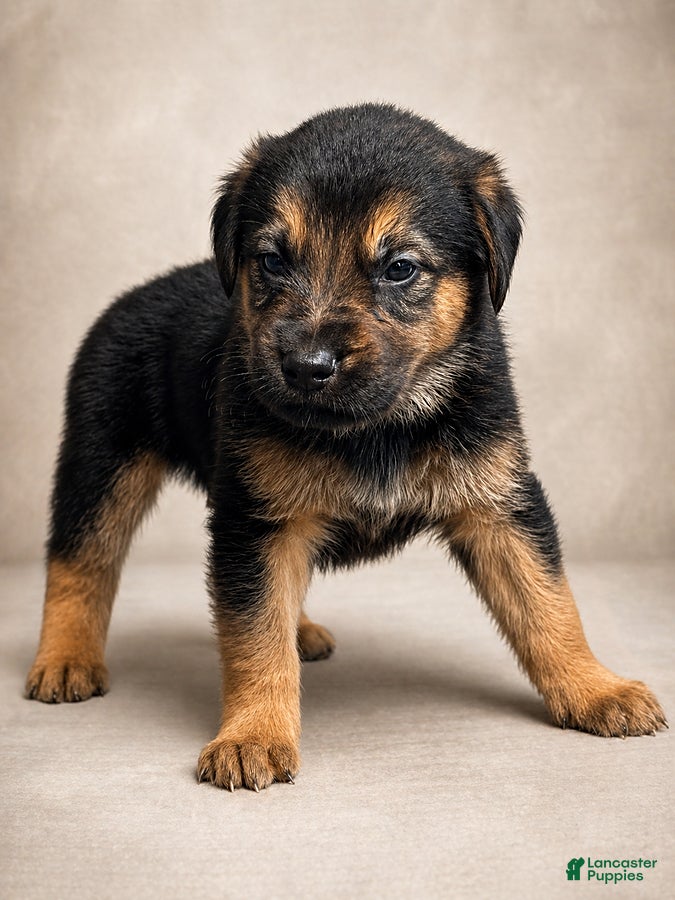 Golden Shepherd dogs Rascal - Ad 3