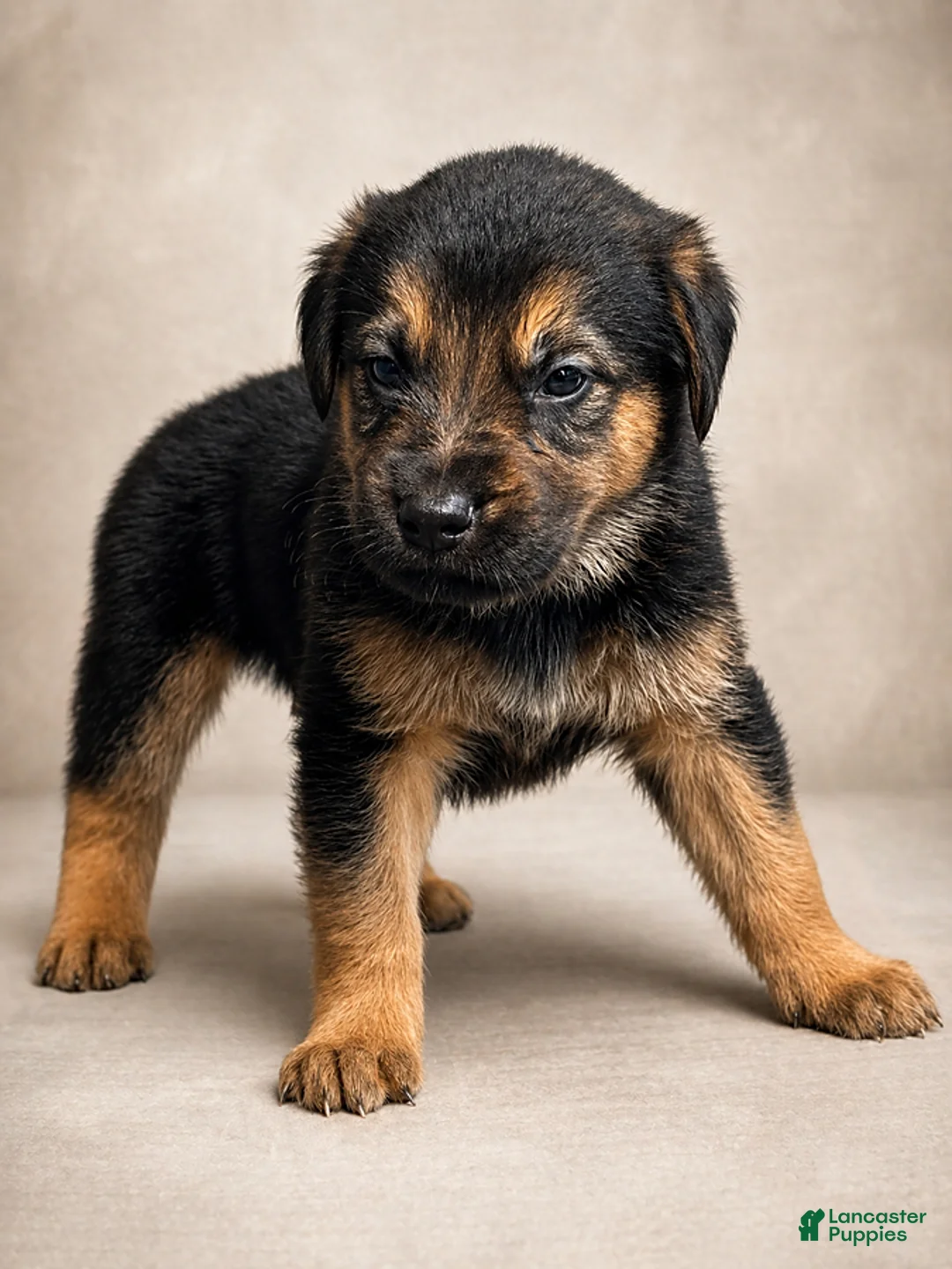 Golden Shepherd dogs for sale: Rascal - Ad 1