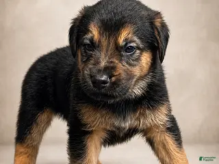 Golden Shepherd dogs Rascal - Ad 3