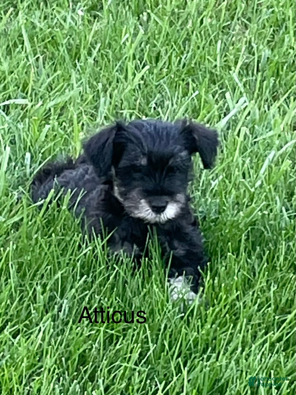 Miniature Schnauzer dogs Miniature Schnauzer 2 Atticus - Ad 2