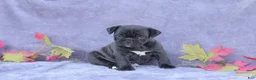 Mixed Breed dogs for sale: Midge - Ad 6