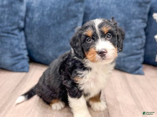 Mini Bernedoodle dogs Colt - Ad 36