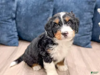 Mini Bernedoodle dogs Colt - Ad 34