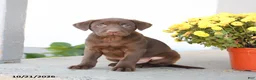 Labrador Retriever dogs for sale: Lane - Ad 2