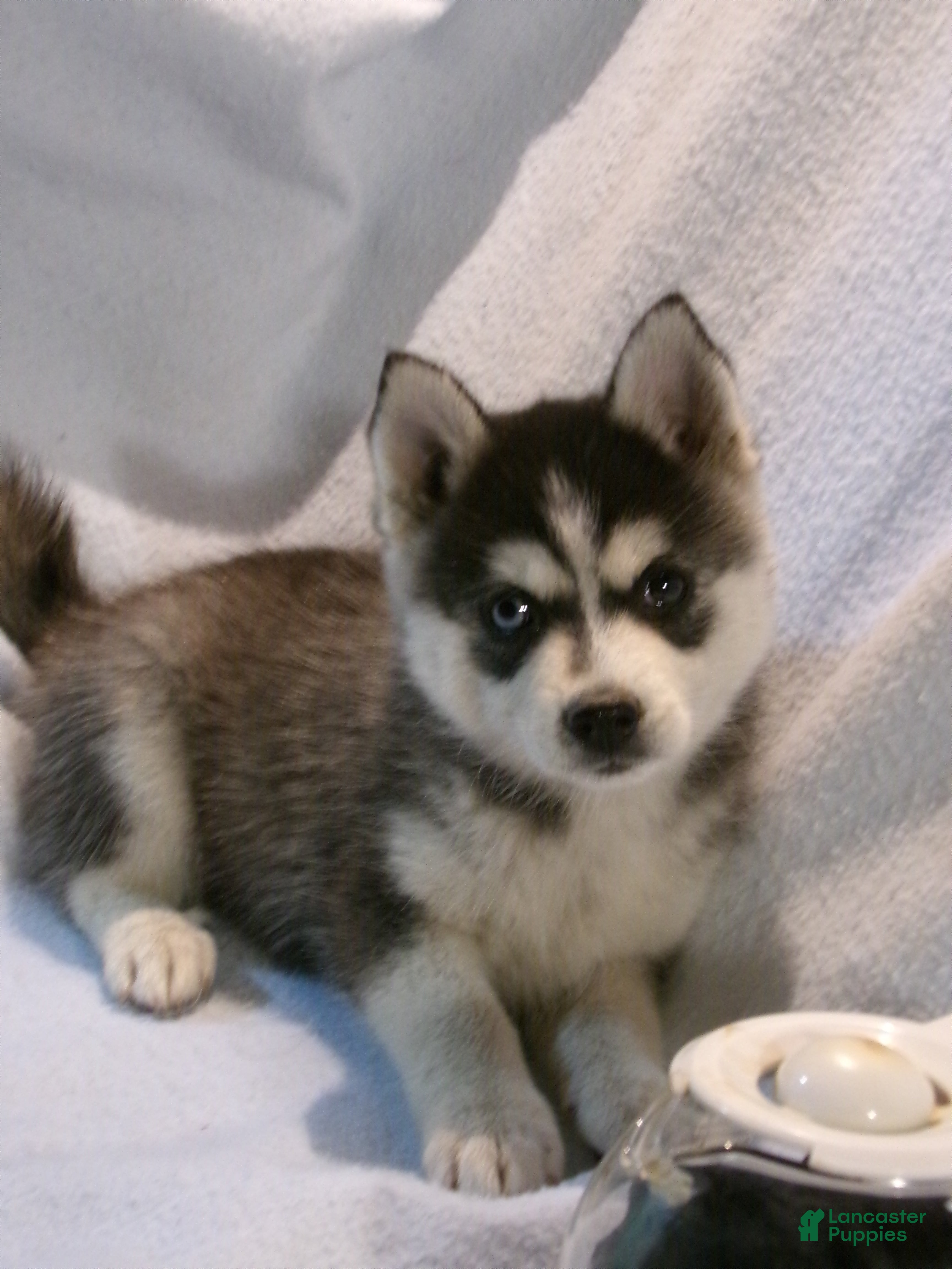 Pomsky dogs Americano - Ad 1
