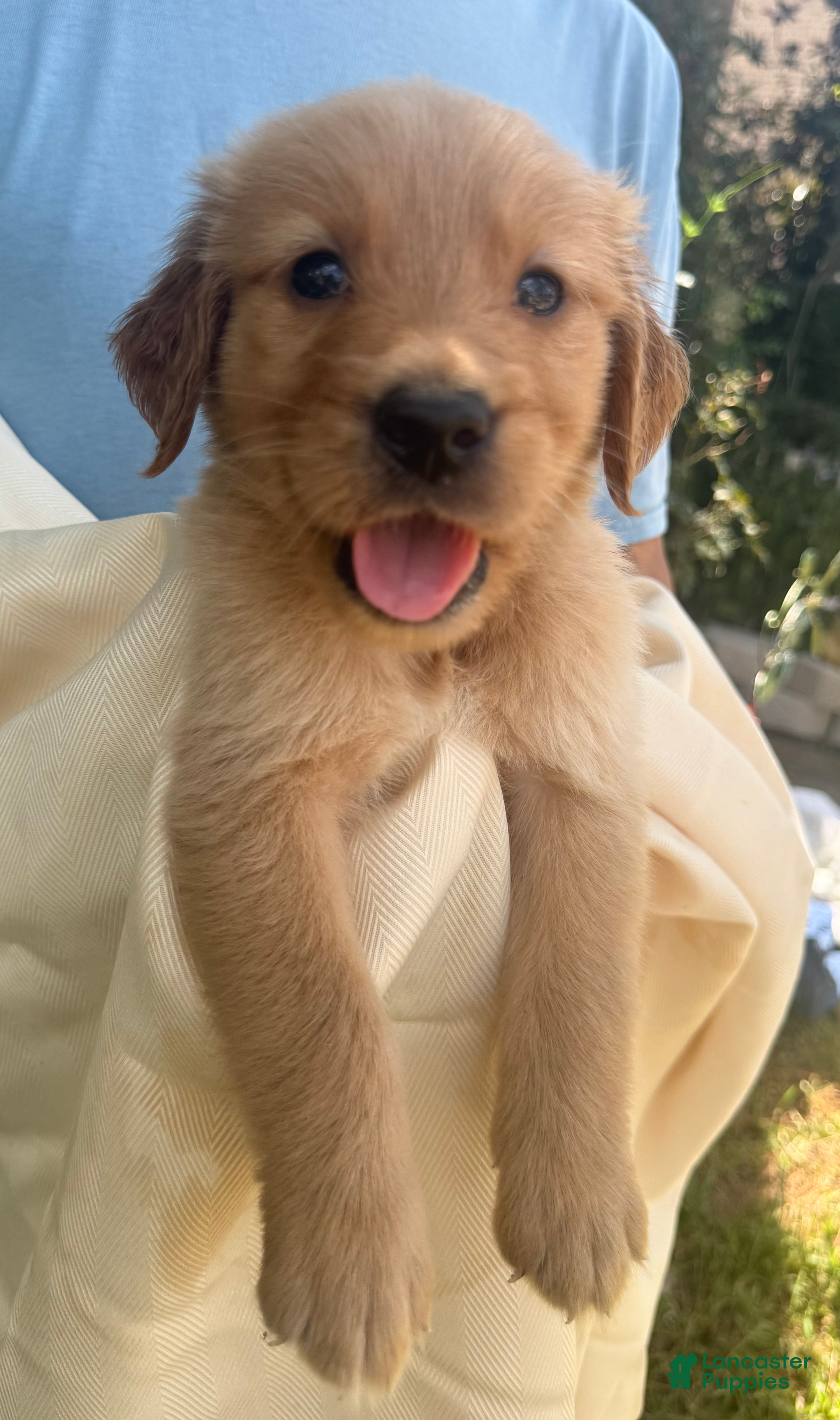 Golden Retriever dogs Kit - Ad 2