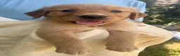 Golden Retriever dogs for sale: Kit - Ad 2